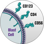 A graphic showing that BPDCN testing should include CD123, in combination with CD4 and CD56